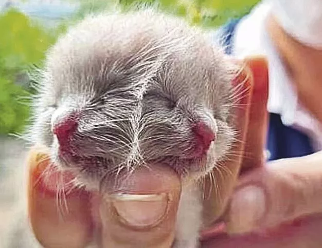 Cat Born with Two Heads in Thailand Defies Odds to Survive - Sakshi