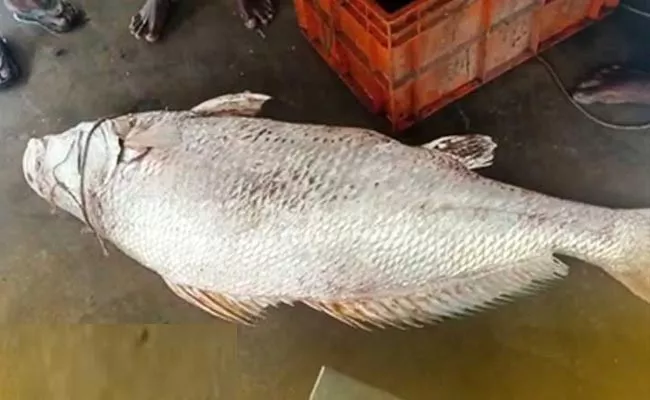 Rare Croaker Fish Caught By Bhadrak Fisherman At Odisha - Sakshi