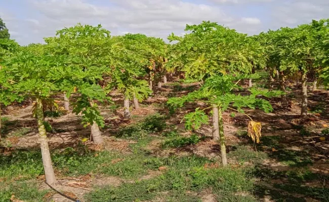 Farmers Are Getting Profit From Papaya Cultivation - Sakshi