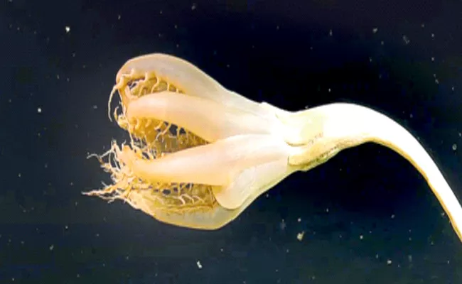 Strange Flower Like Creature In The Depths Of The Pacific Ocean - Sakshi