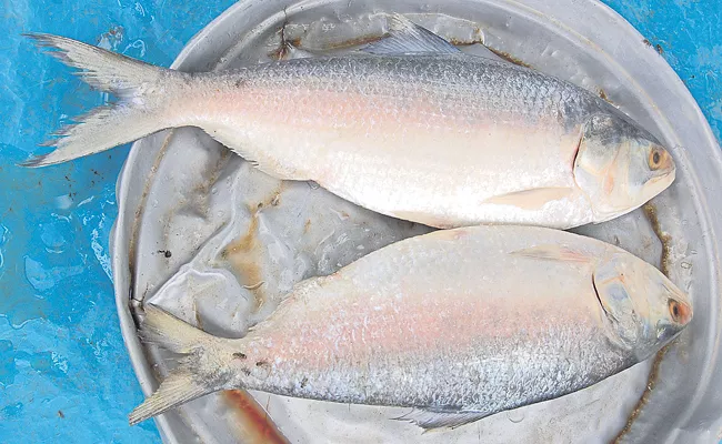 Pulasa Fish not founded in Godavari this time - Sakshi