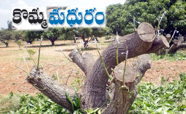 Top Working in Mango: Chittoor District Farmers Rejuvenation of Old Mango Trees - Sakshi