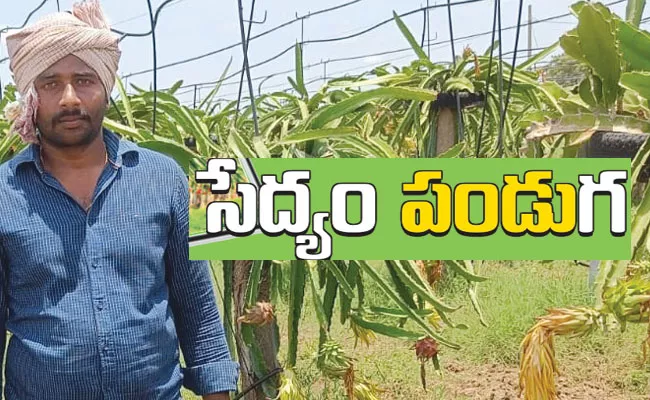 Palnadu District Farmers First Time Date Cultivate in Karampudi - Sakshi