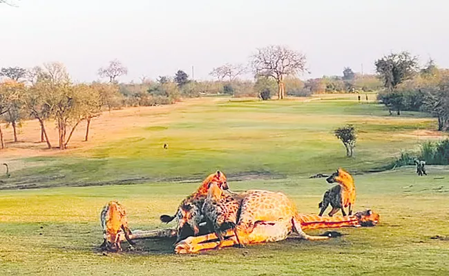 Wild Animals Hunt In Golf Course South Africa - Sakshi