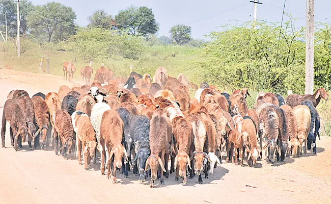 Telangana Govt Dept Debating On Implementation Of Sheep Distribution - Sakshi