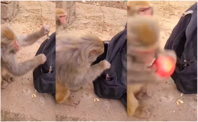 Viral Video: Monkey Stealing By Opens Zip Of a Man, Runs Away - Sakshi