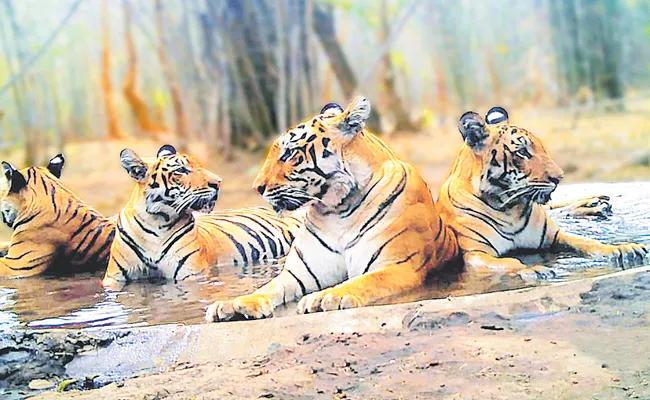 There are more female tigers than male tigers in Nallama forests - Sakshi