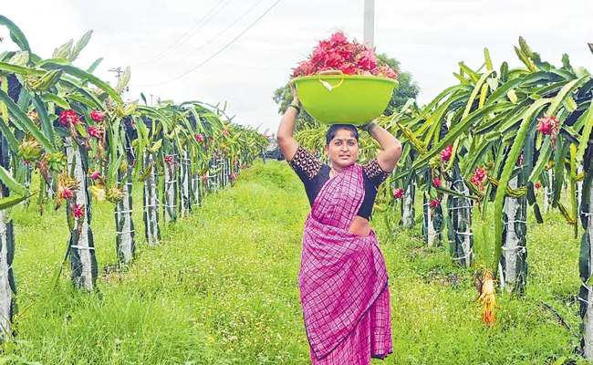 Anantapur Farmer Cultivate Red Variety Dragon Fruit Get Huge Profits - Sakshi
