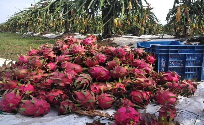 Allagadda Farmers Dragon Fruit Farming Huge Income - Sakshi