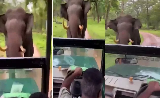 Angry Elephant Charges Safari Car And Video Goes Viral - Sakshi
