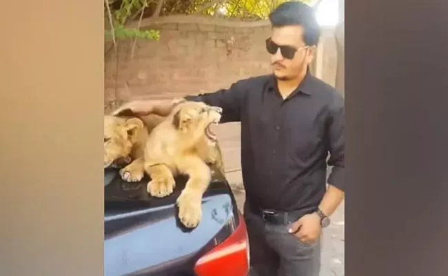 Viral Video Showed An Interaction Between A Man And Two Lion Cubs - Sakshi