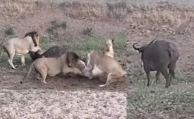 Lions Fight Each Other While Eating Buffalo Then This Shocking Thing Happens. Watch - Sakshi