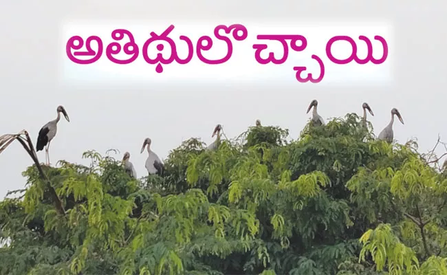 Alluri Sitarama Raju District: Many Birds From Siberia Come to Devipatnam - Sakshi