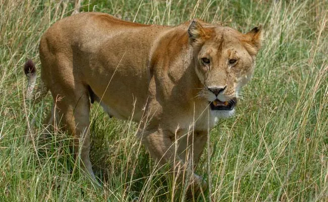 Viral Video: Lioness Jumping Inside Safari Vehicle  - Sakshi