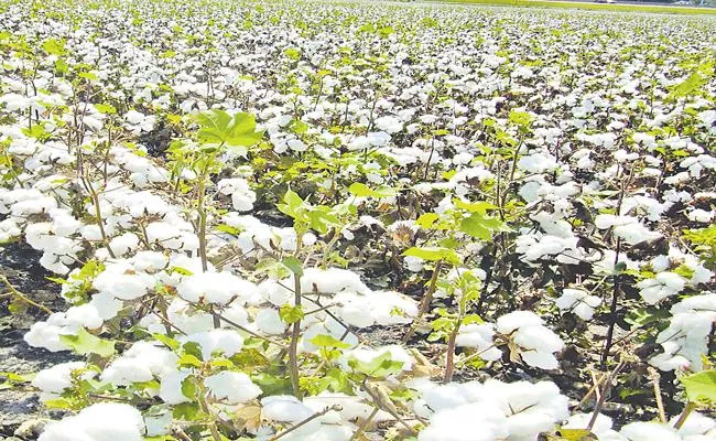 Cotton Price Record 9055 In Gajwel Market Yard - Sakshi