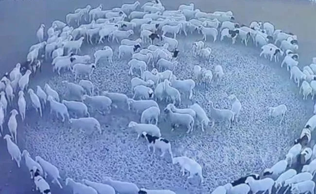 Reason Behind Sheep Walking In Circle Mystery In China Video - Sakshi