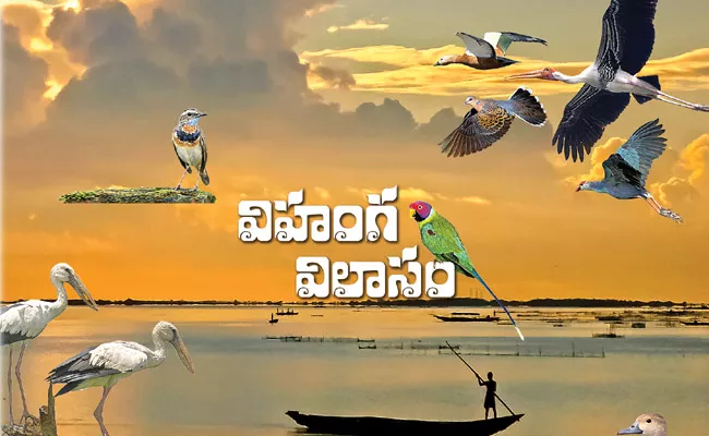 Funday Cover Story About Birds Migration One-Place-To-Another - Sakshi
