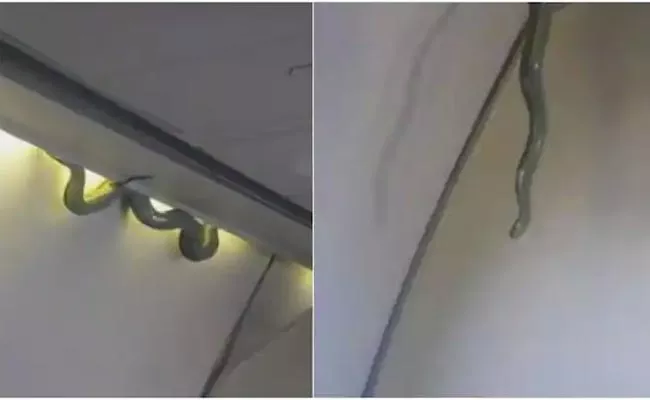 Snake found in Air India plane Cargo Hold DGCA Orders Probe - Sakshi