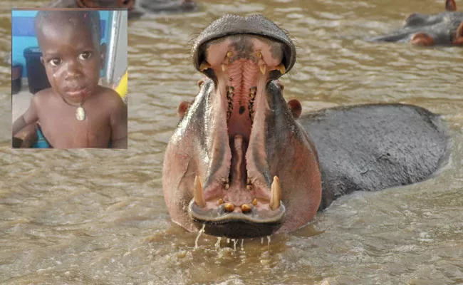 Hippopotamus Swallows Uganda Toddler Spits Him Out Stones Pelted - Sakshi
