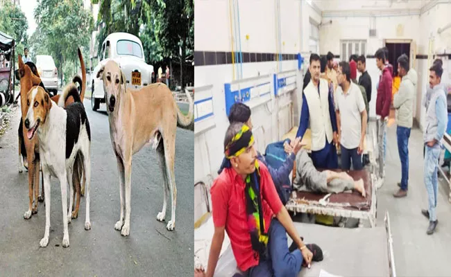 Shocking: Dog Bites 40 People In 2 Hours In Rajasthan - Sakshi