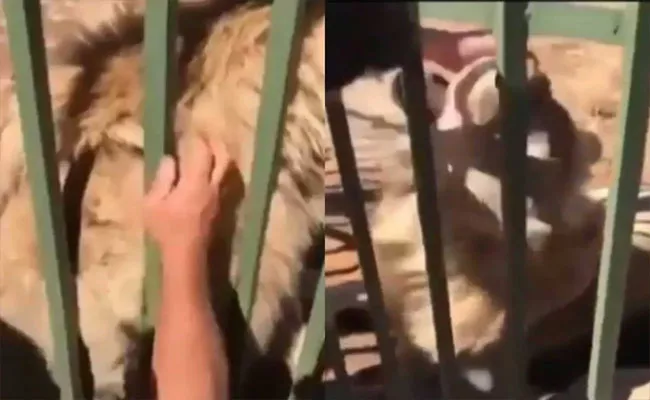 Horrifying Video: Man Tries To Pet Caged Lion See What Happens Next - Sakshi