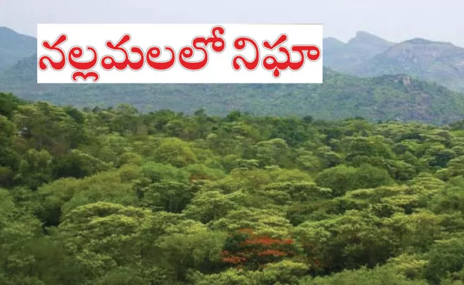 Special Measures for Wildlife Conservation in Nallamala Forest - Sakshi