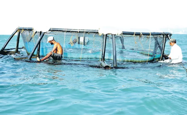 Visakhapatnam: Cage Culture To Promote Fish Production - Sakshi