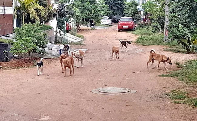 Dog Bite Incidents Increased In Hyderabad City - Sakshi