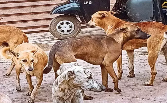 Stray Dogs Attack On Three Children At YSR - Sakshi