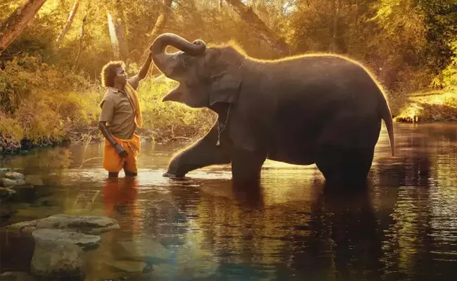 Tamil Nadu: Forest Officer Gave Elephant To Oscar Award Film Actor Bomman - Sakshi