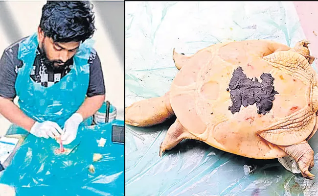 Operation for a turtle seriously injured in a dog attack - Sakshi