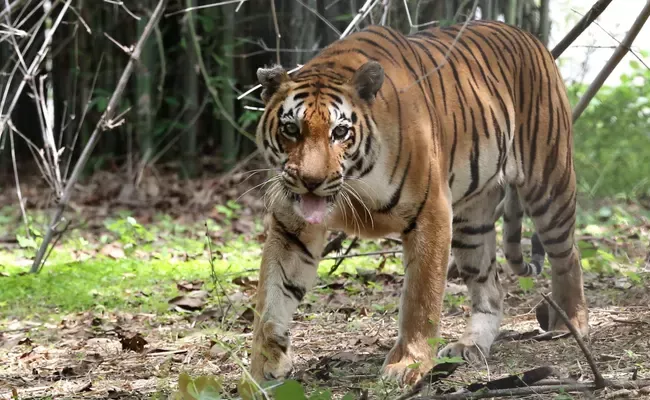 Tiger Eating Leopard In The Picture Goes Viral - Sakshi