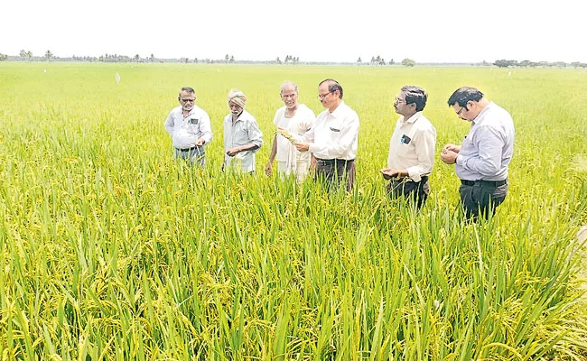 Estimated grain yield of 5.25 lakh metric tonnes - Sakshi
