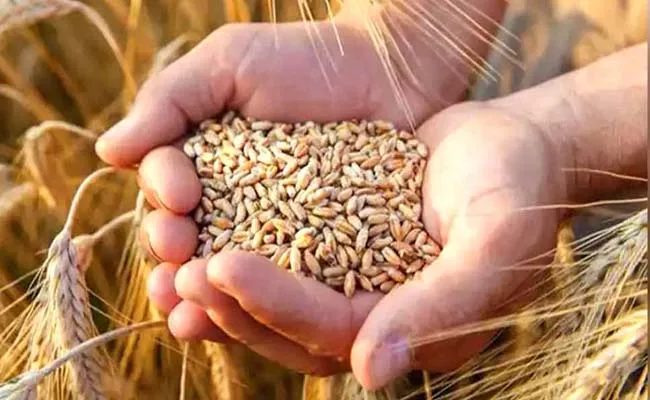 Ban on Wheat exports check How India overcame food emergency - Sakshi