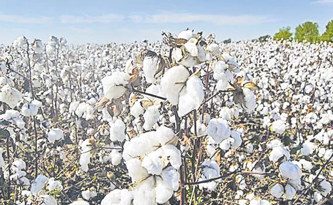 Cotton cultivation in 70 lakh acres - Sakshi
