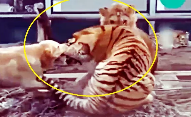 Viral Video: Brave Dog Bites Tigers Ear Stops Fight With Lion - Sakshi