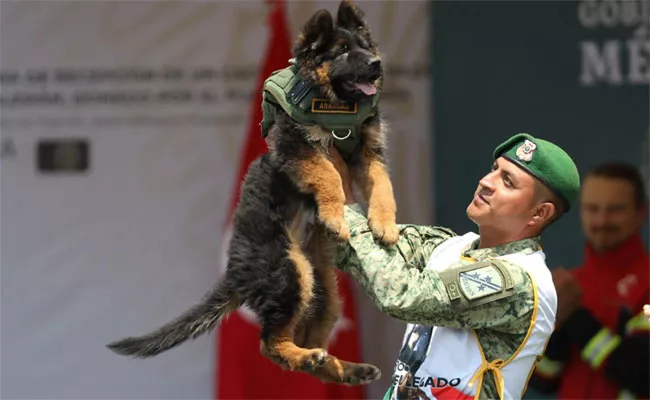 Turkey Gifts Mexico A German Shepherd Pup - Sakshi
