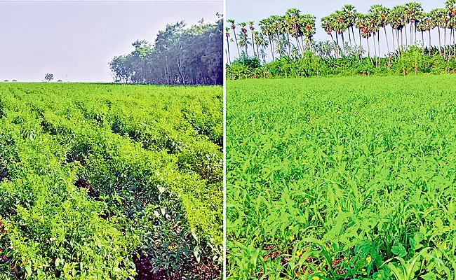 International Plant Health Day: Organic Farming Benefits Prevention Of Pests - Sakshi