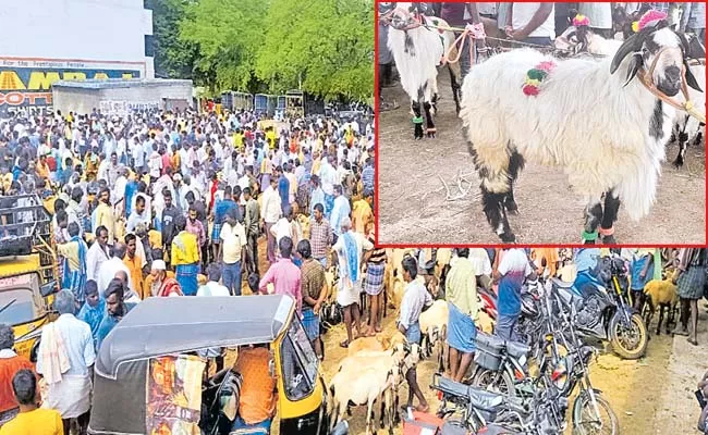 Traders from 3 states to buy sheeps - Sakshi