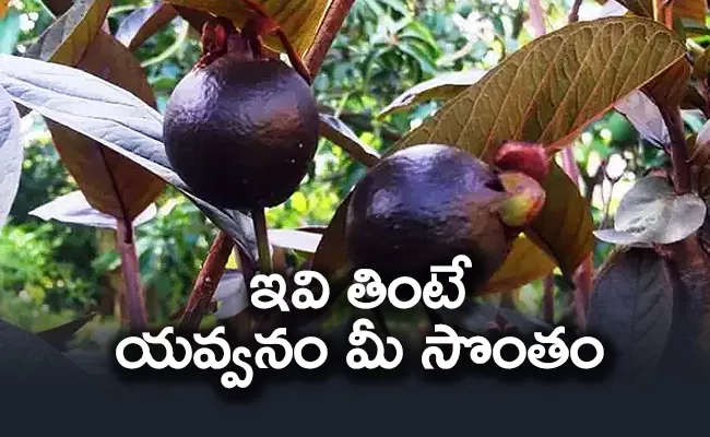 Do You Know The Health Benefits Of Black Guava - Sakshi