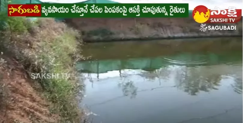 Fish Farming in Telugu | Fish Cultivation 