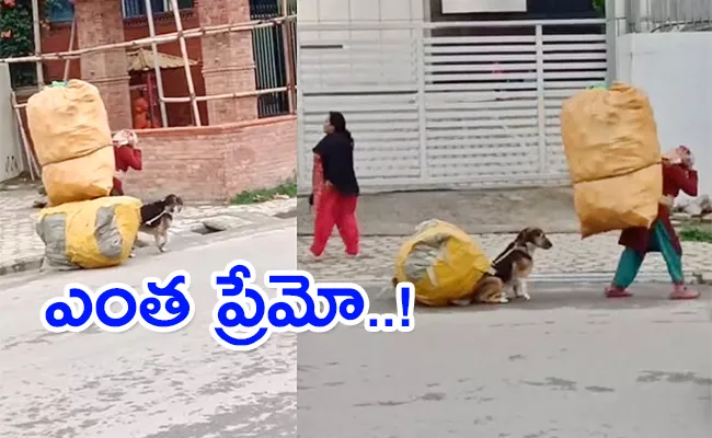 Dog Unconditional By Helping Rag Picker - Sakshi