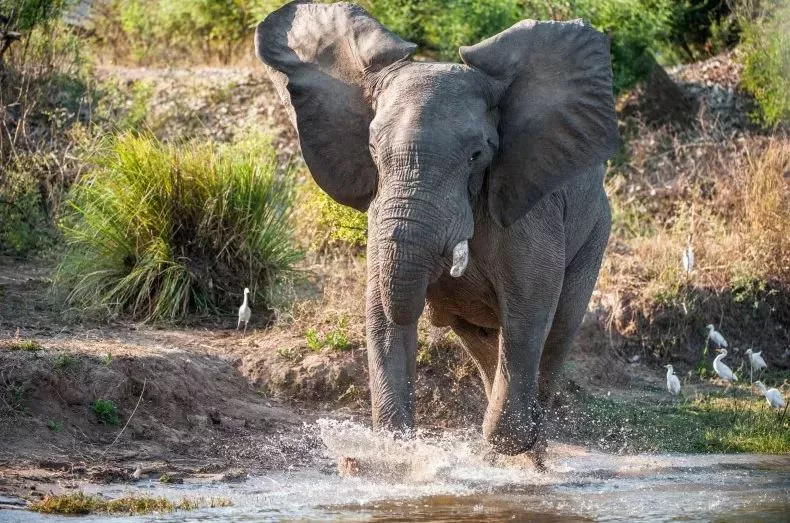 Man stops charging elephant by raising his hand - Sakshi