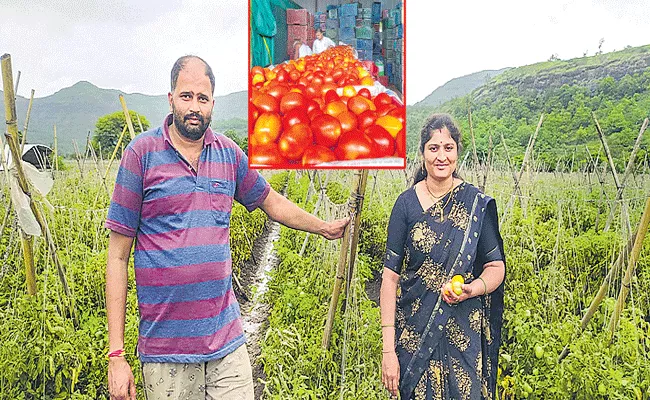 Pune tomato farmer earns Rs 3 crore in a month - Sakshi