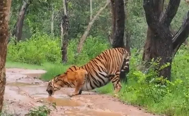 tiger spotted sipping water from puddle during monsoon - Sakshi