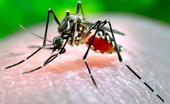 Dengue Cases Spike in Delhi In July - Sakshi