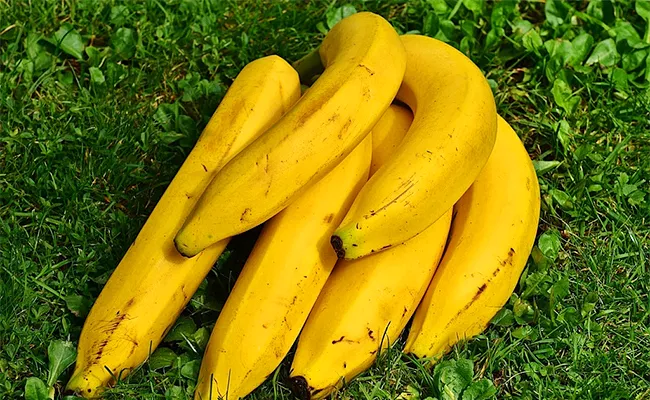 Genetic modification in banana - Sakshi