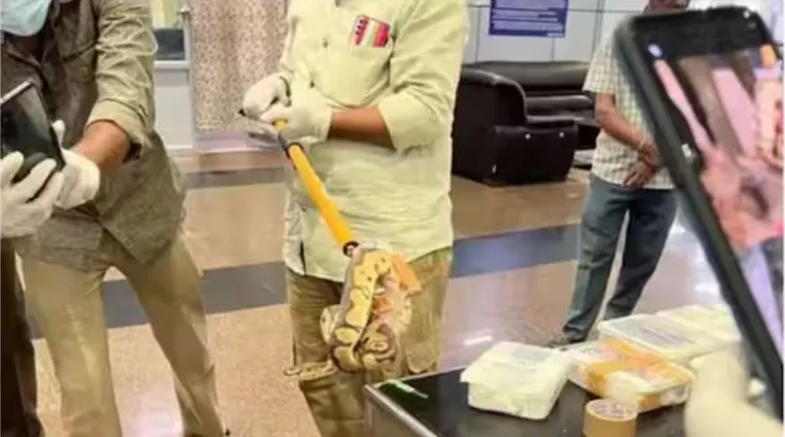 Snakes On Plane A Man Carries Pythons And Lizards In Suitcase - Sakshi