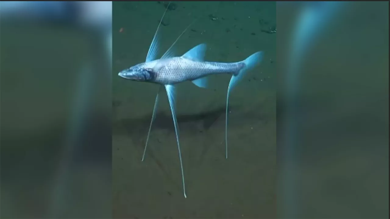 The Tripod Fish Stands On Fins Up To A metre Long Video Goes Viral