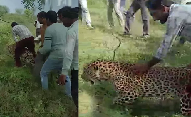 Video: Sick Leopard Wanders Into Madhya Pradesh Village - Sakshi